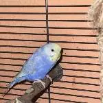 Kleine Vogelbande sucht neues Zuhause Bild 2