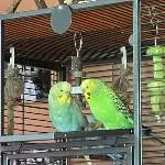 Kleine Vogelbande sucht neues Zuhause Bild 4