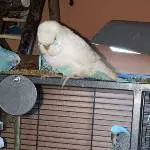 Kleine Vogelbande sucht neues Zuhause Bild 7