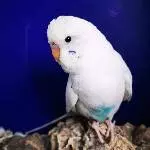 Kleine Vogelbande sucht neues Zuhause Bild 3