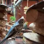 Kleine Vogelbande sucht neues Zuhause Bild 5