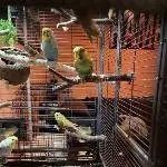 Kleine Vogelbande sucht neues Zuhause Bild 6