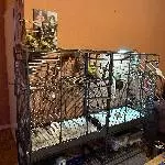 Kleine Vogelbande sucht neues Zuhause Bild 1