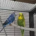 2 Jungs suchen neues Zuhause Bild 3