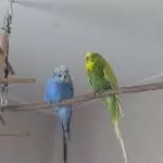 2 Jungs suchen neues Zuhause Bild 1