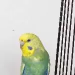 Wellensittich sucht ein neues Zuhause Bild 1