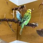 2 Wellis suchen liebevolles Zuhause Bild 3