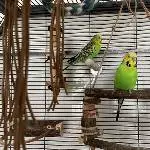 2 Wellis suchen liebevolles Zuhause Bild 2