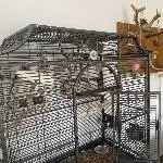 2 Wellis suchen liebevolles Zuhause Bild 1