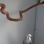 Einsamer Welli sucht neues Zuhause Bild 1