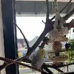 Wellensittich-Renner Lia sucht Vogelfamilie Bild 1