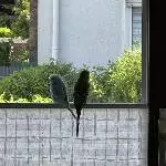 Zwei Wellensittiche suchen ein neues Zuhause Bild 1