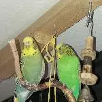 3 junge Wellis 1 Pärchen + 1 Single (m/w/w) - aber das Herrchen (ich) ist immer seltener zu Hause Bild 1
