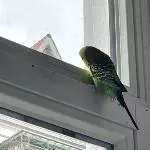 Ben sucht ein neues Zuhause Bild 1