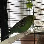 Ben sucht ein neues Zuhause Bild 2