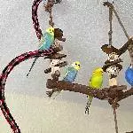 4 Piepmätze suchen ein neues Zuhause Bild 2