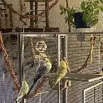 4 Piepmätze suchen ein neues Zuhause Bild 3