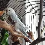 Wellensittichdame Loki sucht ein liebevolles neues Zuhause Bild 1