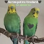 Wellihahn sucht nach Tod seines Kumpels neues Zuhause Bild 1