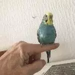 4 Wellensittiche Bild 4
