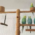 4 Wellensittiche Bild 3