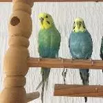 4 Wellensittiche Bild 2