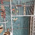 2 Pärchen suchen dringend ein neues Zuhause Bild 5
