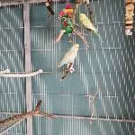 2 Pärchen suchen dringend ein neues Zuhause Bild 2