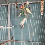 2 Pärchen suchen dringend ein neues Zuhause Bild 4