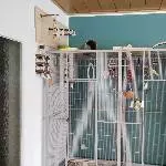 2 Pärchen suchen dringend ein neues Zuhause Bild 1