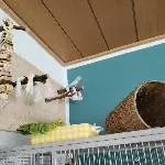 2 Pärchen suchen dringend ein neues Zuhause Bild 3