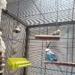 Wellipärchen sucht liebevolles zu Hause Bild 1