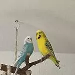 Jerry sucht ein liebevolles zu Hause Bild 2