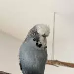Pucki sucht neuen Körnergeber Bild 1