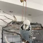 Pucki sucht neuen Körnergeber Bild 2