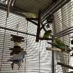 6 Freundliche Gesellen suchen ein neues Zuhause Bild 3