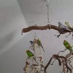 6 Freundliche Gesellen suchen ein neues Zuhause Bild 1