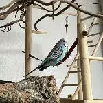 6 Freundliche Gesellen suchen ein neues Zuhause Bild 4