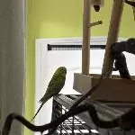 6 Freundliche Gesellen suchen ein neues Zuhause Bild 2