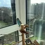 Wellensittich Hahn Zeus sucht ein neues Zuhause Bild 2