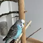 Wellensittich Hahn Zeus sucht ein neues Zuhause Bild 1