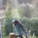 Wellensittich Hahn Zeus sucht ein neues Zuhause Bild 3
