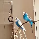 Poldina und Willy suchen ein liebevolles Zuhause Bild 1