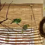 Welli-Trio sucht ein neues Zuhause Bild 1