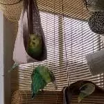 Welli-Trio sucht ein neues Zuhause Bild 4