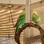 Welli-Trio sucht ein neues Zuhause Bild 3