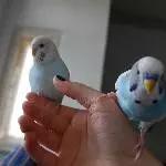 Suche liebevolles neues Zuhause für meinen Wellensittich Ida (10) Bild 6