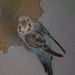 Suche liebevolles neues Zuhause für meinen Wellensittich Ida (10) Bild 5