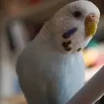 Suche liebevolles neues Zuhause für meinen Wellensittich Ida (10) Bild 1
