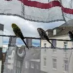 Süßer niedlicher Schwarm Bild 4